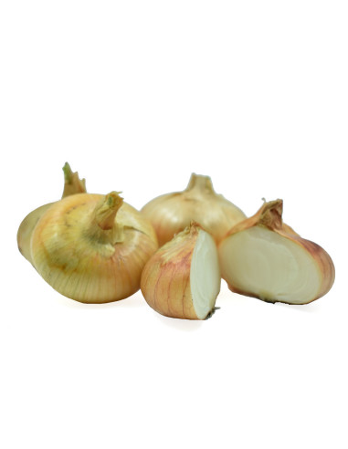 Cebola chata