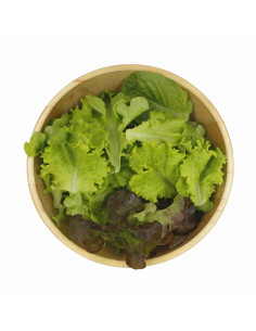 Mestura leitugas